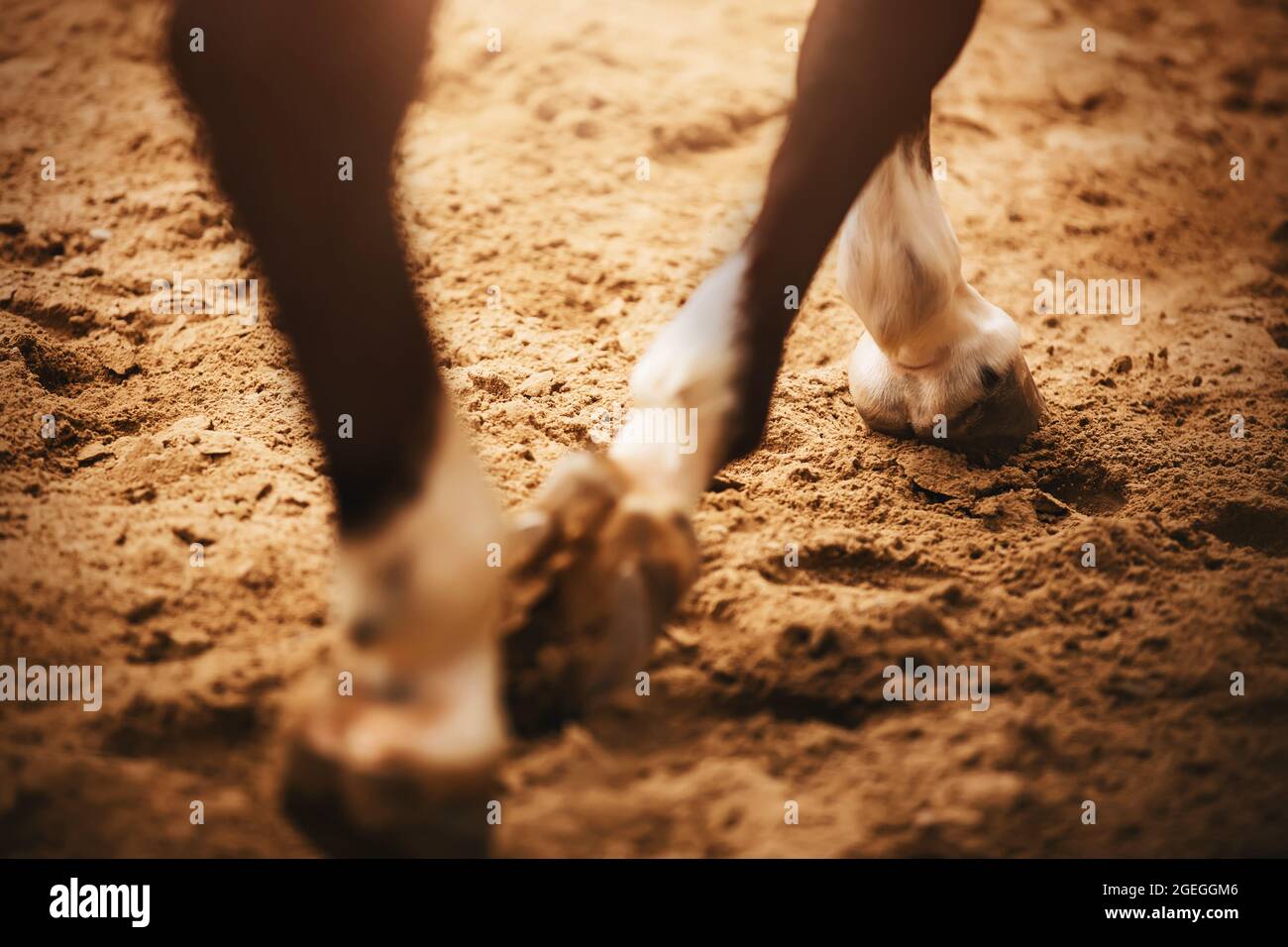 Ein Pferd trabt durch die Arena und tritt an einem sonnigen Tag mit seinen Hufen auf den Sand. Reitsport. Dressurprüfungen. Stockfoto