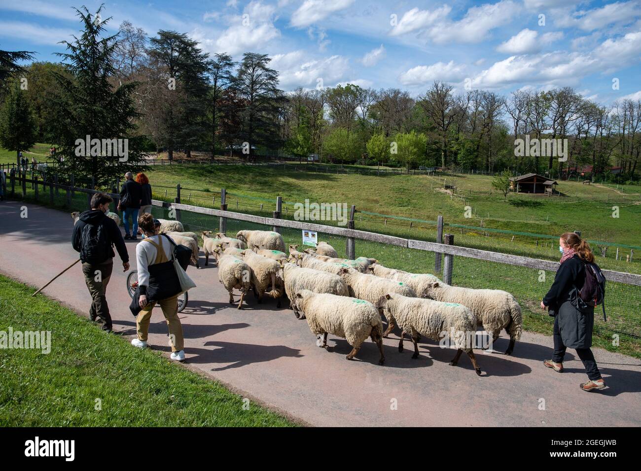 Marcy l'Etoile (Zentralfrankreich), 2021/05/05: Lacroix Laval Park. Urbane Transhumanz einer Schafherde aus dem Schafstall 'La Bergerie urbaine Stockfoto