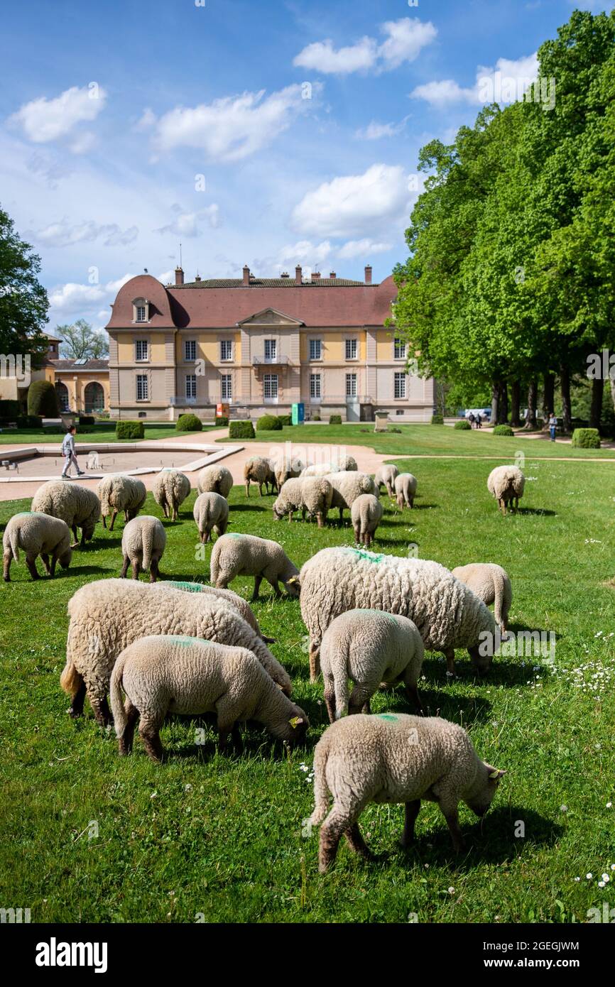 Marcy l'Etoile (Zentralfrankreich), 2021/05/05: Lacroix Laval Park. Urbane Transhumanz einer Schafherde aus dem Schafstall 'La Bergerie urbaine Stockfoto