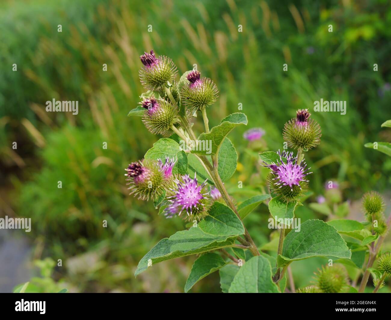 Nahaufnahme der rosa und violetten Blüten einer kleineren Klettenpflanze, die am Rand eines Sumpfes wächst. Stockfoto