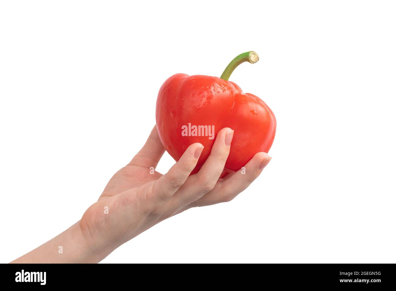 Roter Paprika in der Hand isoliert auf weißem Hintergrund. Frau mit bulgarischem Pfeffer Foto Stockfoto