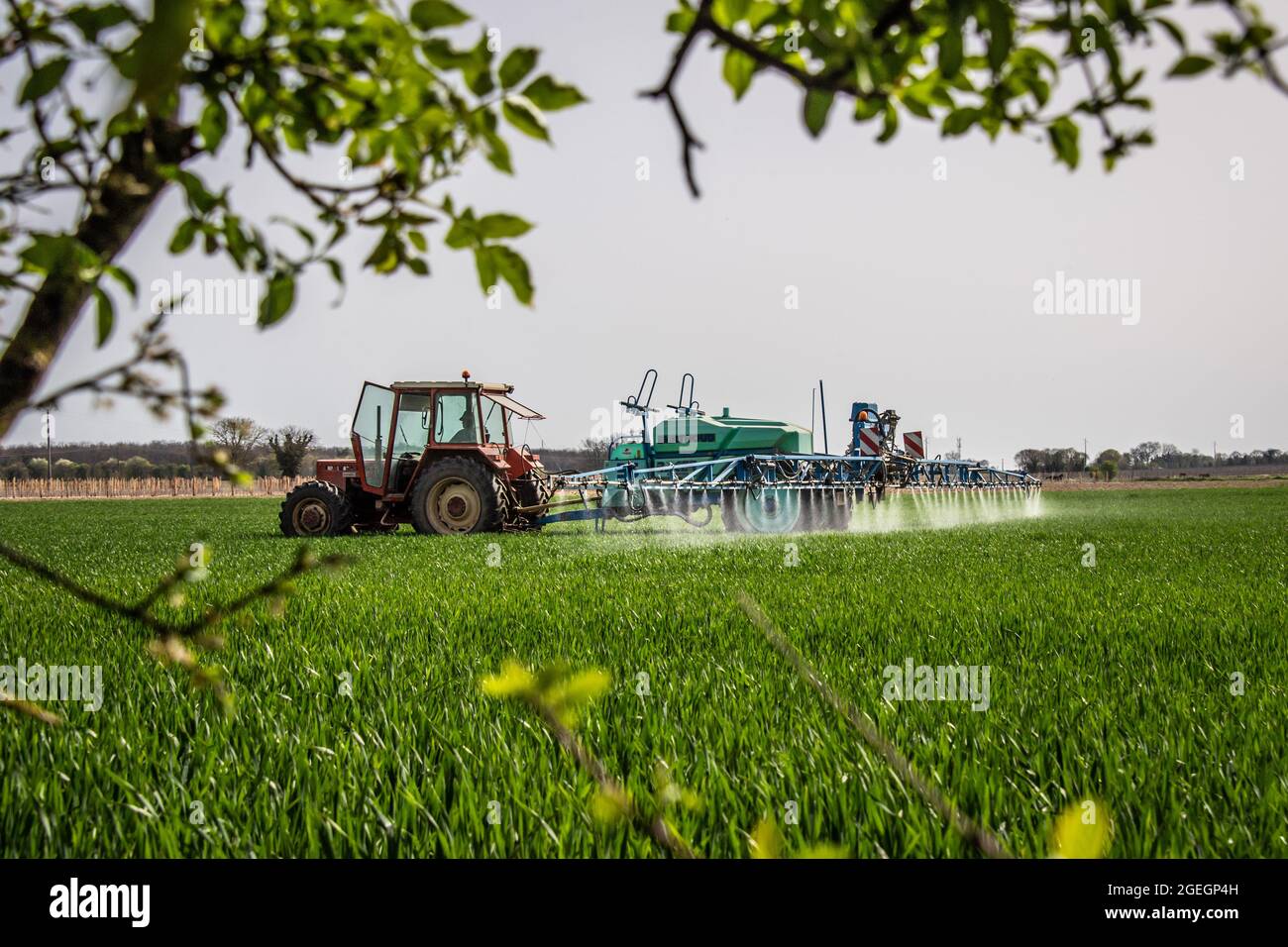 Landwirt, der in La Brousse (Zentralfrankreich) Pestizide auf ein Weizenfeld sprüht Stockfoto
