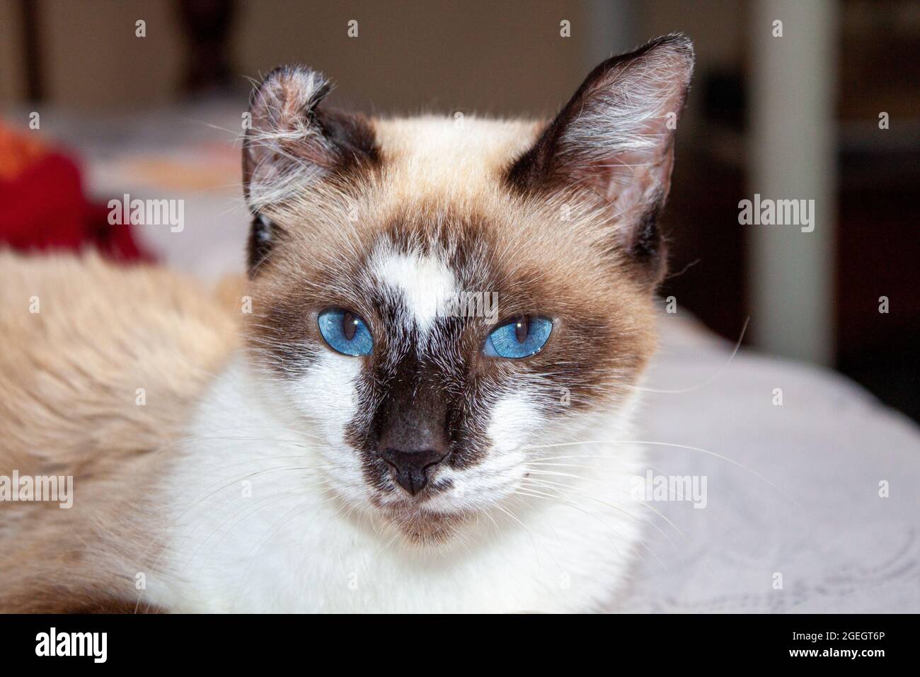 Wunderschöne blauäugige Kätzchen Stockfoto