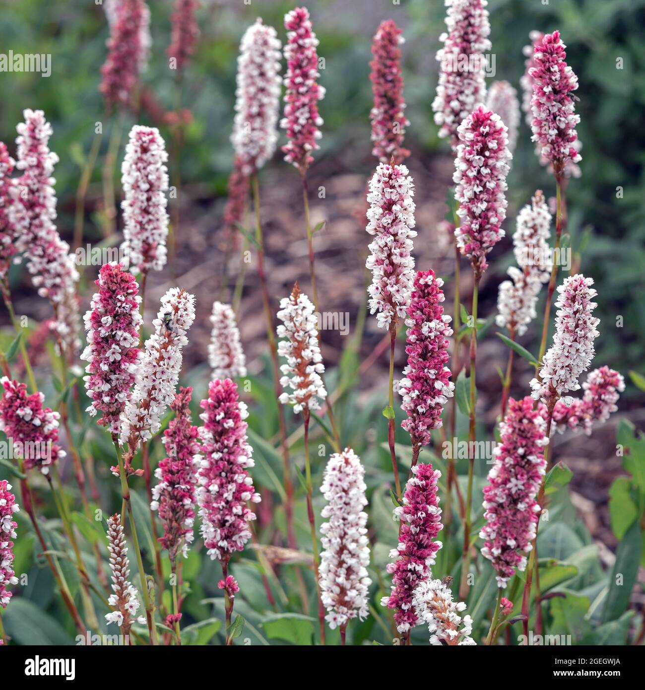 Closoeup von hübschen Bistorblüten, Persicaria affinis Superba Stockfoto