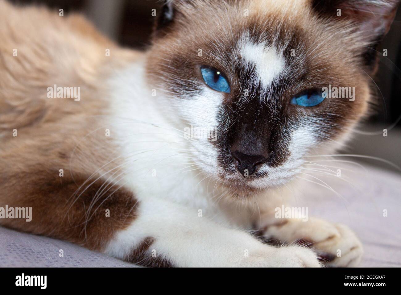 Wunderschöne blauäugige Kätzchen Stockfoto
