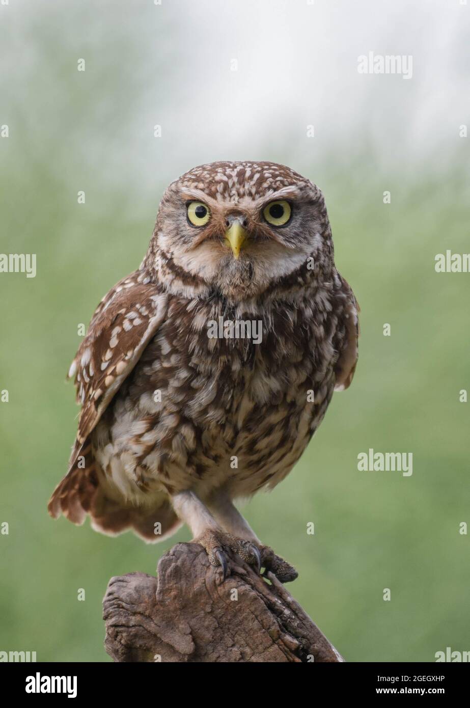 Kleine Eule In Der Nähe. Athene noctua. Selby North Yorshire Stockfoto