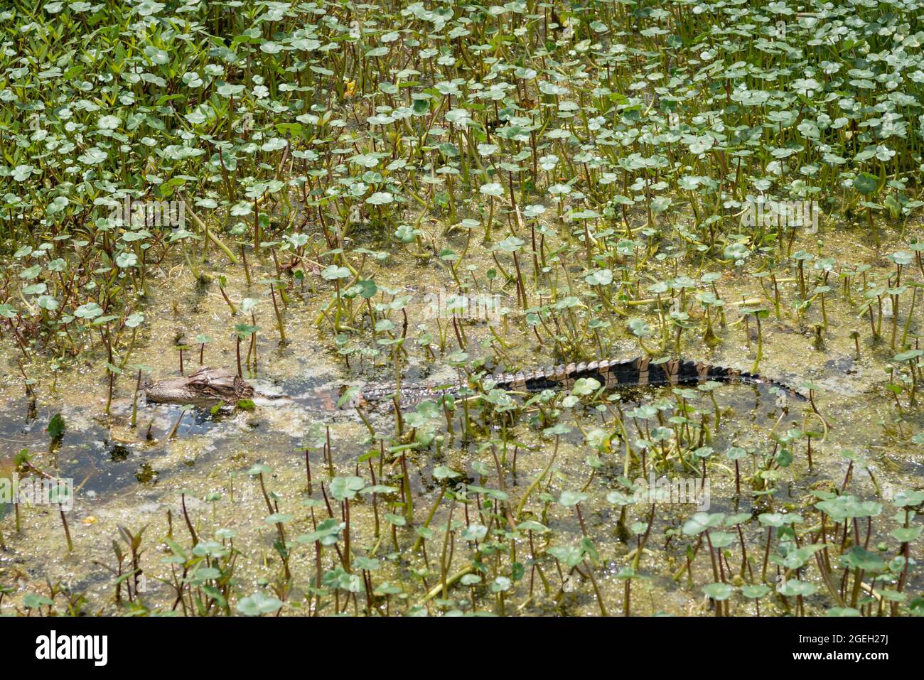 Ein Baby-Alligator in den Sümpfen von Bull Island vor der Küste von South Carolina in der Nähe von Charleston, USA Stockfoto