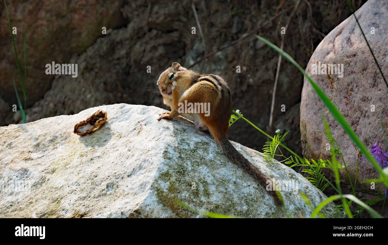 OLYMPUS DIGITALKAMERA - Chipmunk sitzt auf einem Felsbrocken im Sonnenlicht mit einer alten gefressenen Erdnussschale und Felsbrocken im Hintergrund Stockfoto