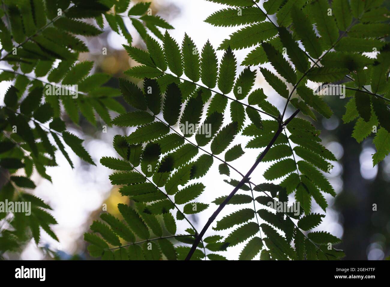 Grüne europäische Eberesche Blätter über weißem Himmel Hintergrund. Nahaufnahme, abstrakter natürlicher Hintergrund Stockfoto