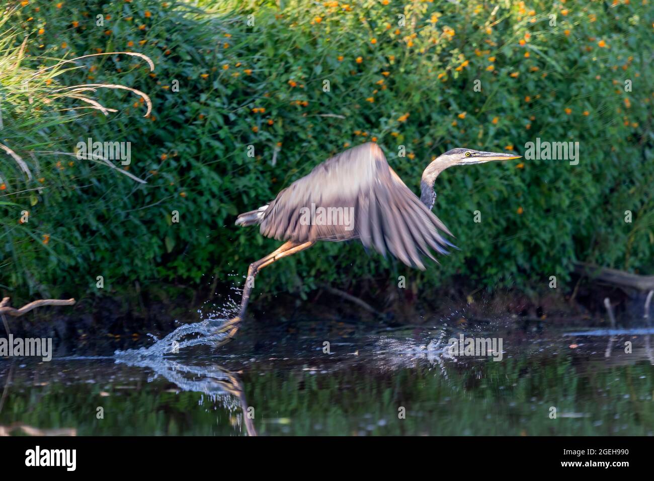 Der große Blaureiher (Ardea herodias) ist der größte amerikanische Reiher, der kleine Fische, Insekten, Nagetiere, Reptilien, kleine Säugetiere, Usw. Stockfoto
