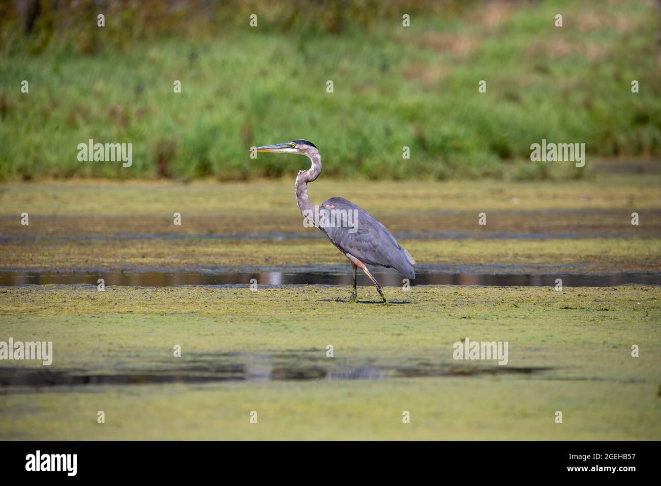 Der große Blaureiher (Ardea herodias) ist der größte amerikanische Reiher, der kleine Fische, Insekten, Nagetiere, Reptilien, kleine Säugetiere, Usw. Stockfoto