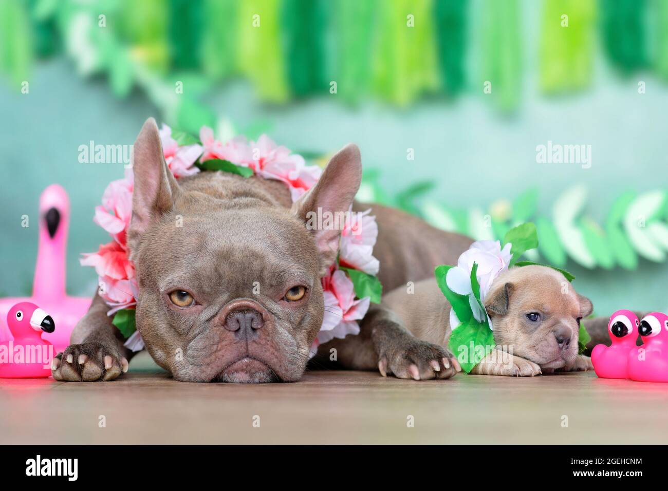 Französische Bulldogge Hund Welpen und Mutter mit tropischen Blumen Girlanden, Flamingos und Girlanden Stockfoto