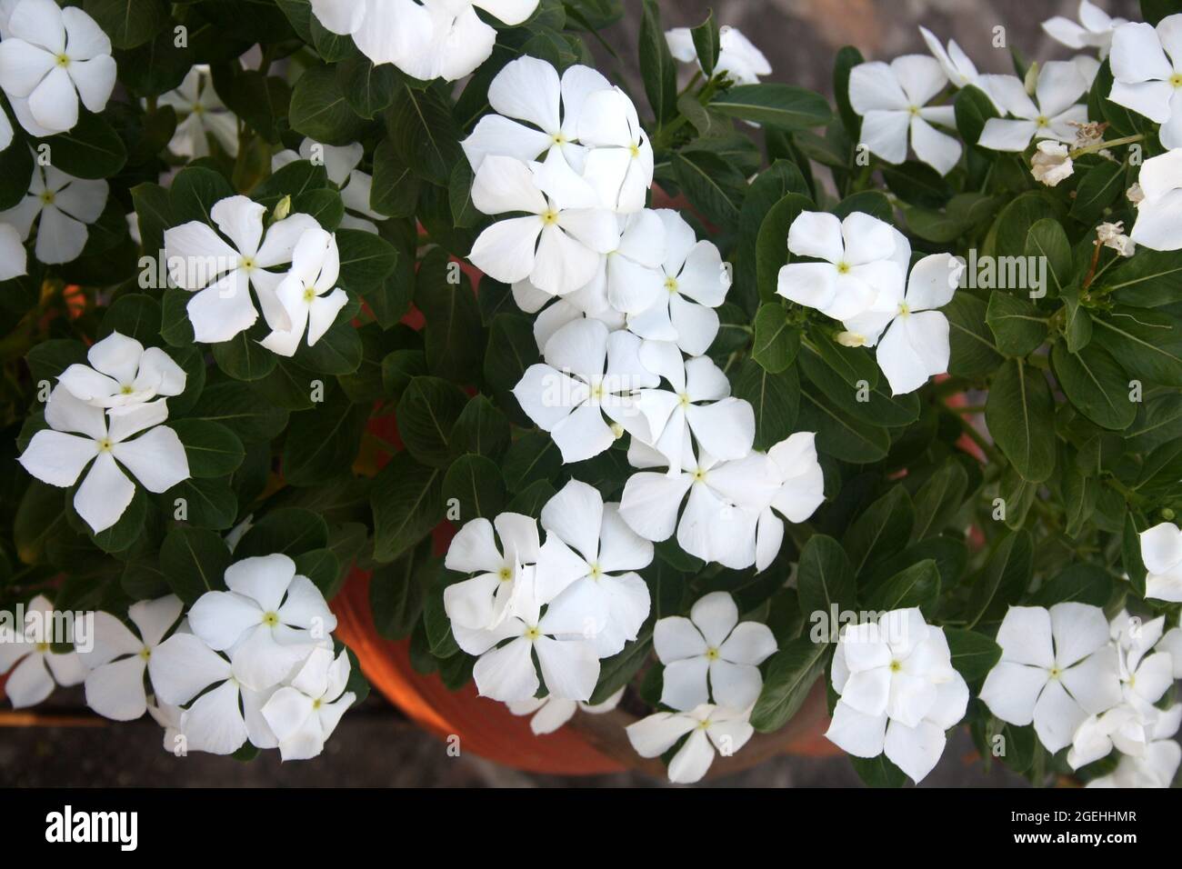 Madagaskar-Periwinkle auch bekannt als Cape periwinkle (Catharanthus roseus) in Blüte Stockfoto