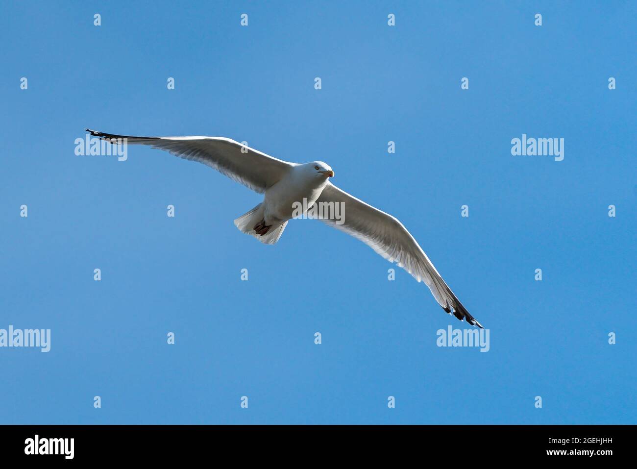 Gemeiner Möwe (Larus canus) Möwe Vogel im Flug in Großbritannien mit einem klaren blauen Himmel und Kopieplatz, Stock Foto Bild Stockfoto