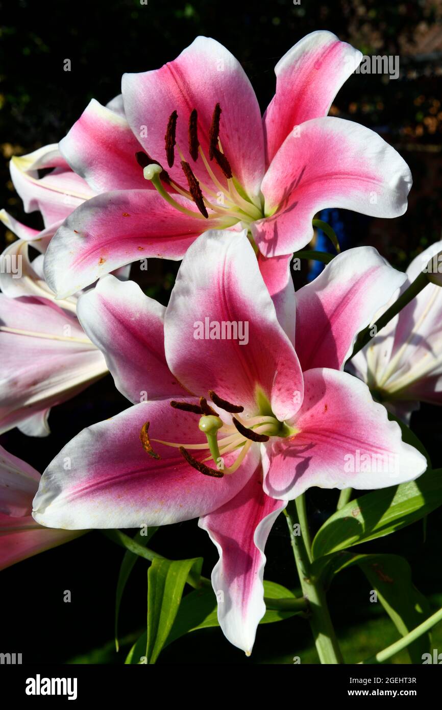 Orientalische lilie lilium orientalis Fotos und Bildmaterial in hoher