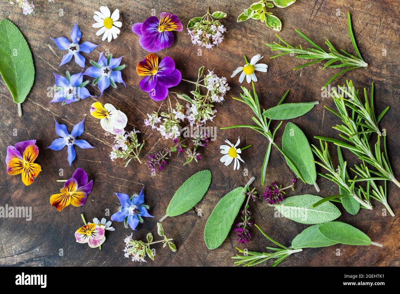 Essbare Blumen und Kräuter frisch aus dem Garten gepflückt Stockfoto