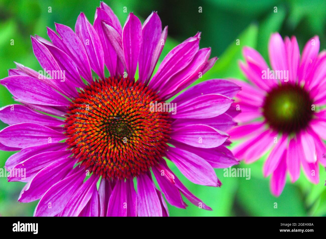 Purple Coneflower, Echinacea Purpurea 'Rubinglow' im Garten der Royal Horticultural Society in Bridgewater, Salford, Greater Manchester, England, Großbritannien. Stockfoto