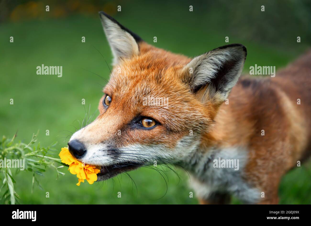 Nahaufnahme eines Rotfuchses (Vulpes vulpes), der im Sommer eine Ringelblume verkostet, Vereinigtes Königreich. Stockfoto