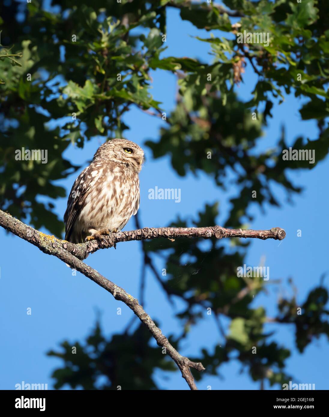 Nahaufnahme einer kleinen Eule (Athene noctua), die im Sommer auf einem Baumzweig thront, Vereinigtes Königreich. Stockfoto
