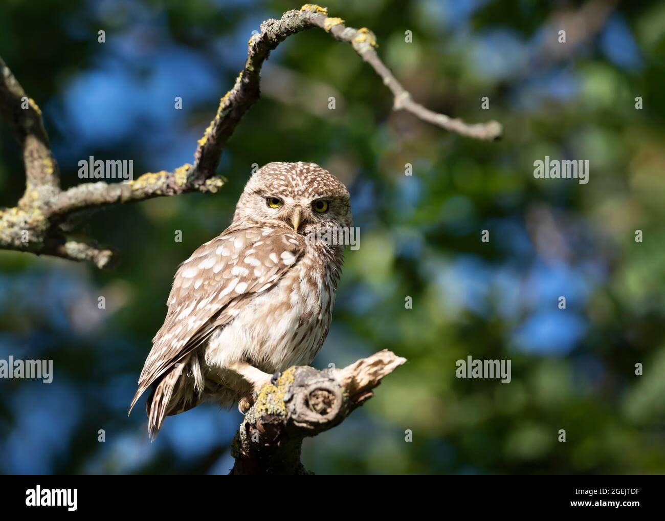 Nahaufnahme einer kleinen Eule (Athene noctua), die im Sommer auf einem Baumzweig thront, Vereinigtes Königreich. Stockfoto