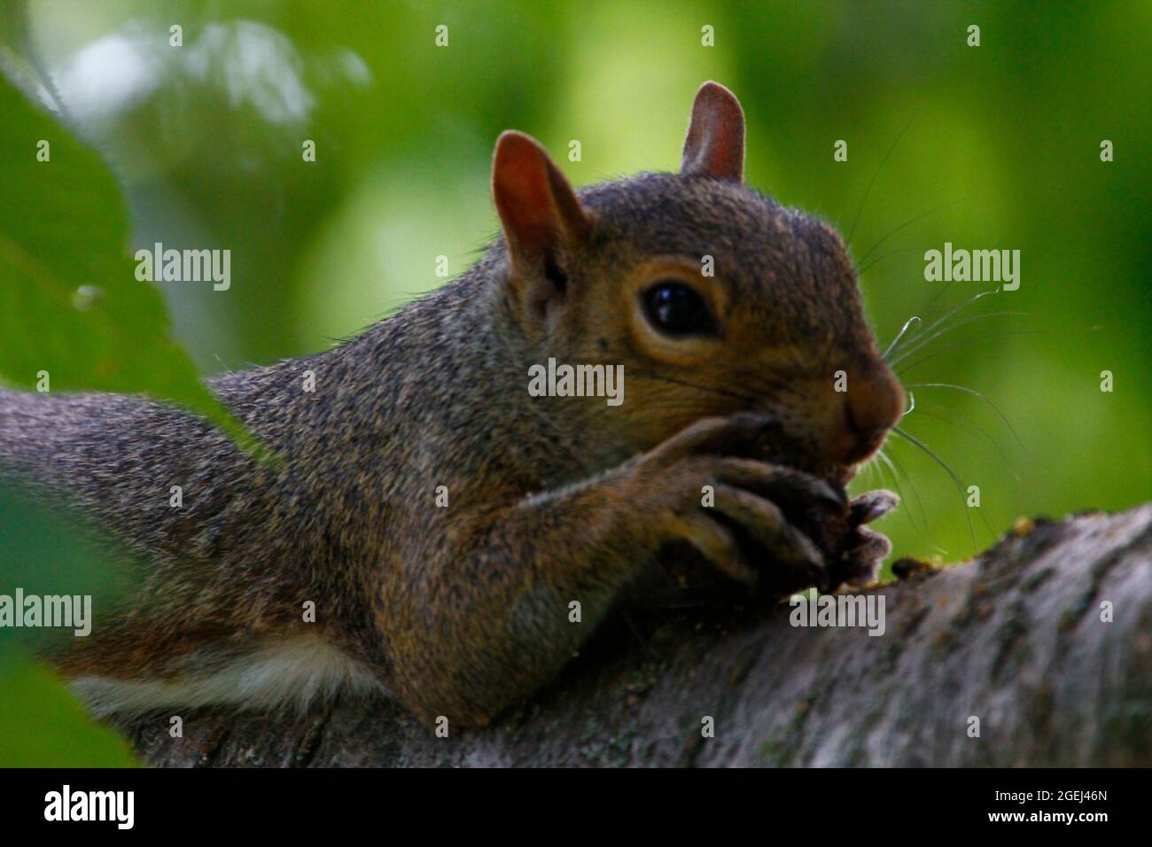 östliches graues Eichhörnchen (Sciurus carolinensis), das einen Mais in einem Baum isst Stockfoto