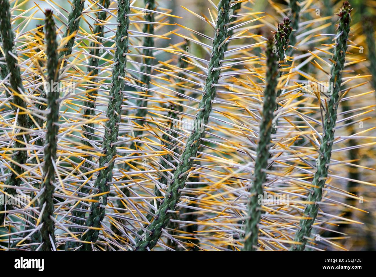 Diamond Cholla, Cylindropuntia ramosissima, Arizona Sonora Desert, Arizona, USA Stockfoto