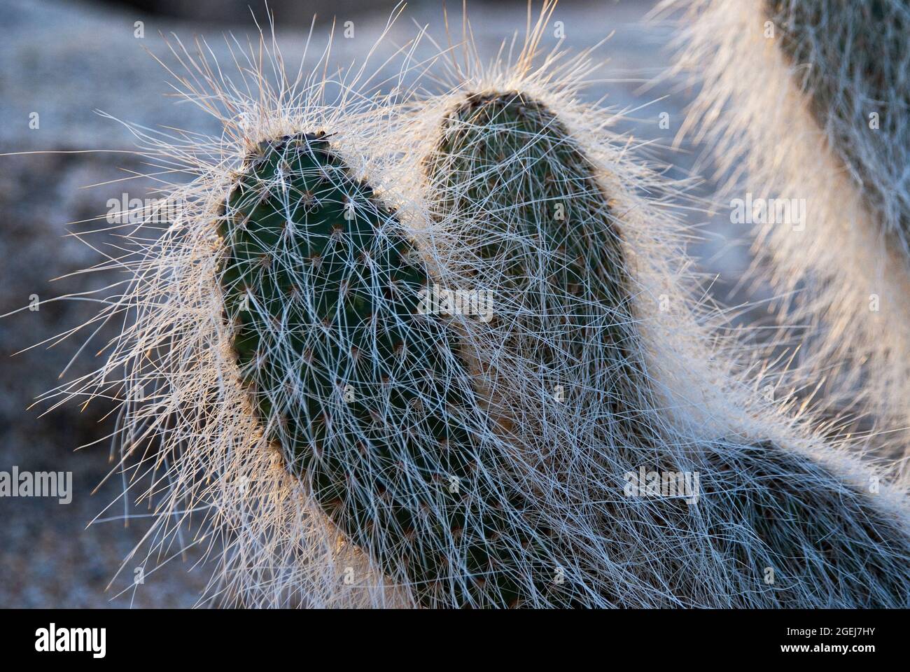 Grizzly Bear Cactus, Opuntia erinacea, Joshua Tree National Park, Kalifornien, USA Stockfoto