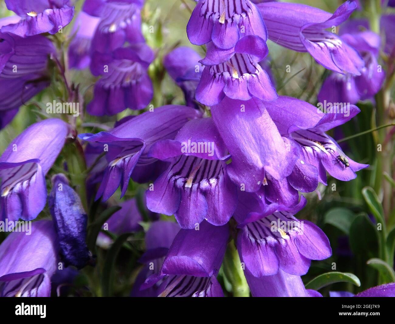 Oneside Penstemon, Penstemon unilateralis, South San Juan Wilderness, Colorado Stockfoto