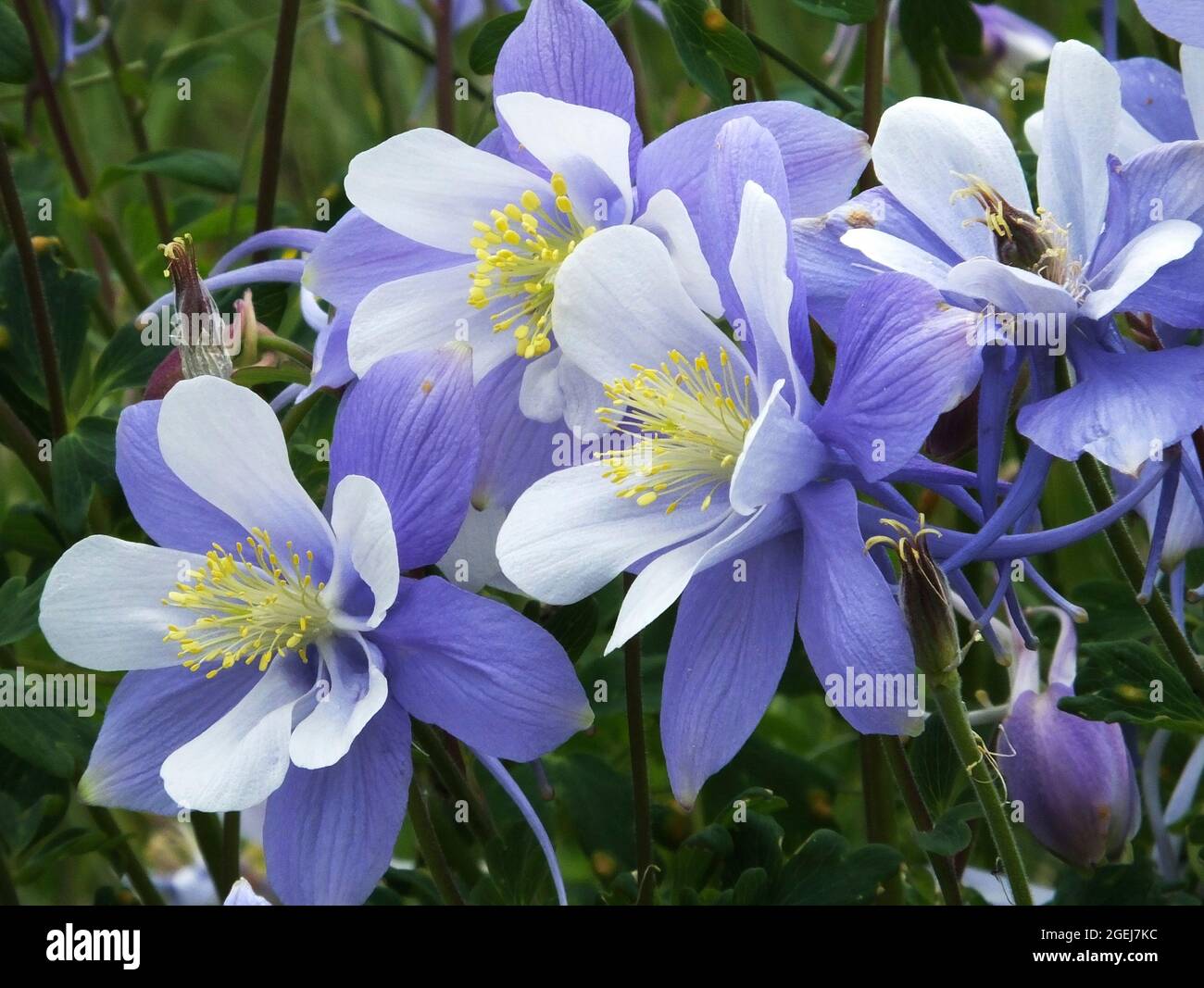 Colorado Columbine, Aquilegia caerulea, South San Juan Wilderness, Colorado Stockfoto