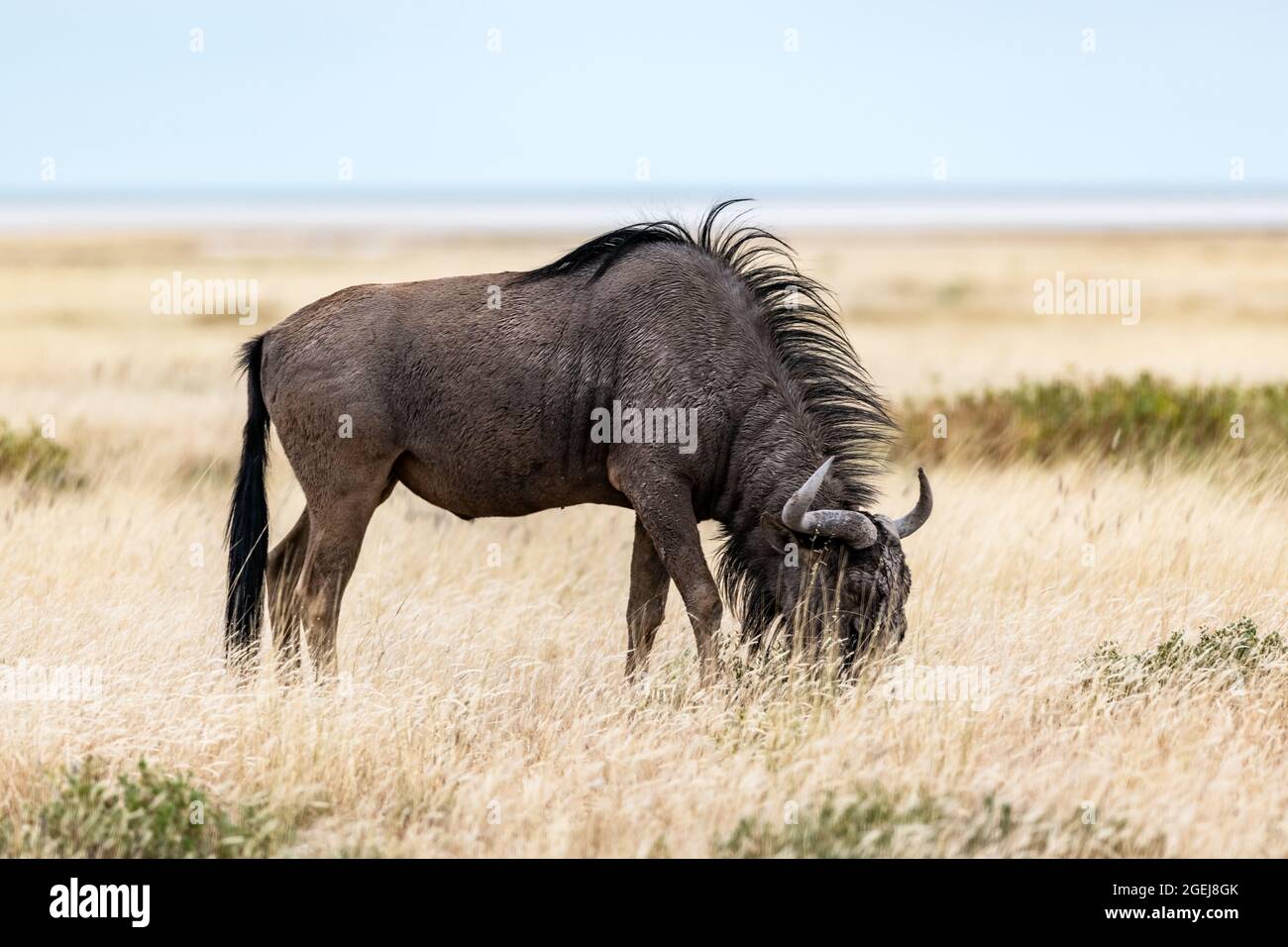 Große afrikanische Antilope GNU (Blauer Gnus, Connochaetes taurinus), die am Abend in gelb-trockenem Gras in der namibischen Savanne spazierend ist. Wildtierfotografie in Afrika Stockfoto