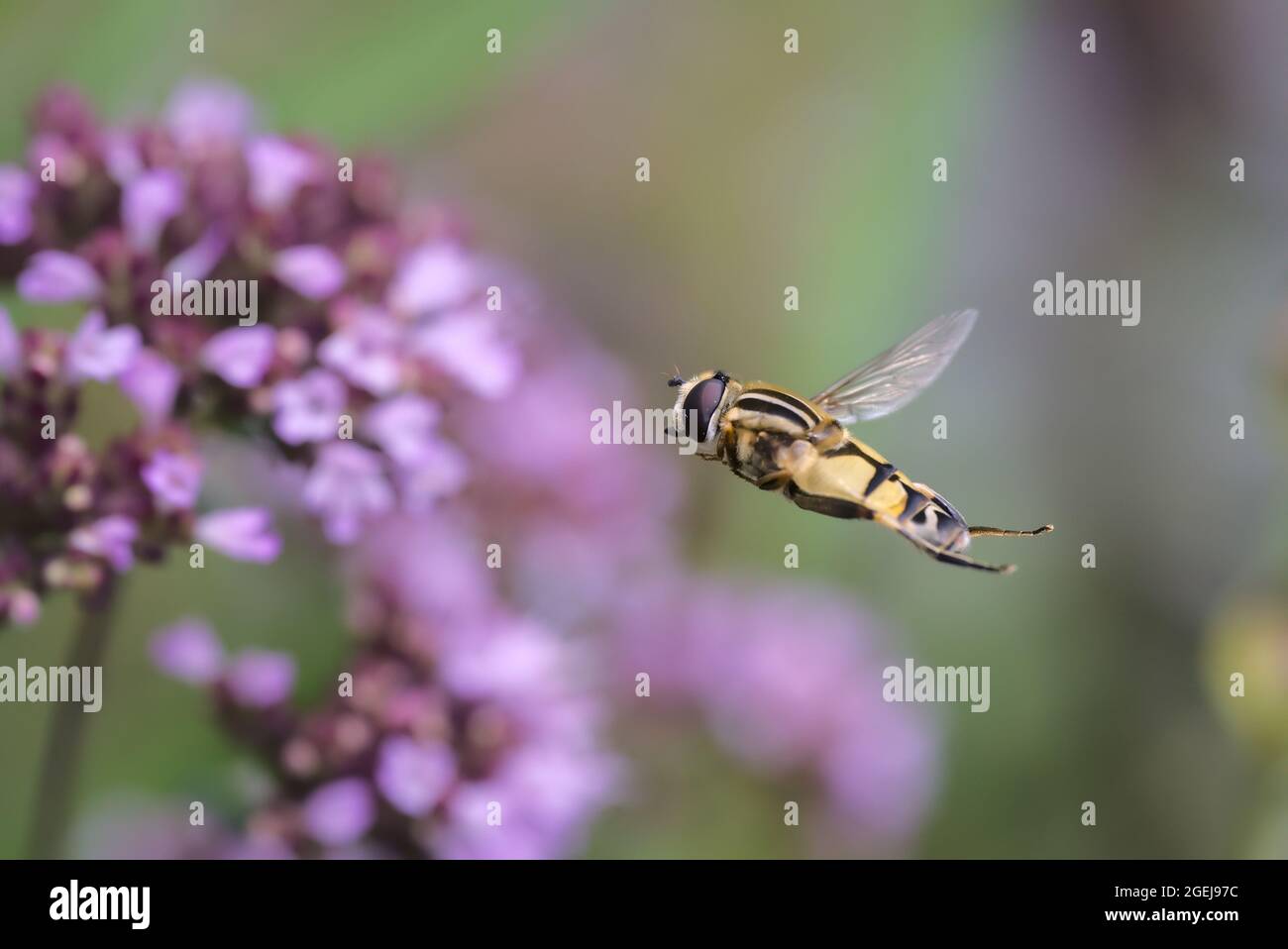 Große Tiger-Hoverfly im Flug (Helophilus trivittatus), große Sumpfschwebfliege im Flug, Insekten im Flug mit manuellem Fokus, Nahaufnahme/Makro Stockfoto