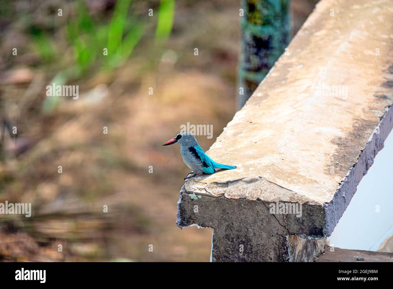 Mangroven-Eisvögel, die auf dem Rand einer Wand im Profil sitzen Stockfoto