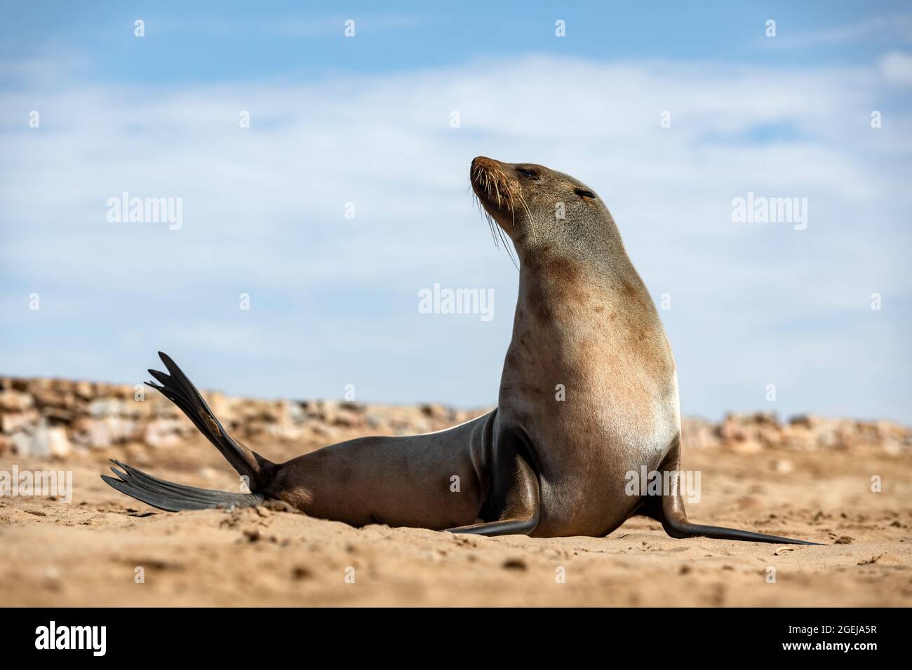 Pelzrobben Genießen Sie die Hitze der Sonne in der Cape Cross Robbenkolonie in Namibia, Afrika. Wildtierfotografie Stockfoto