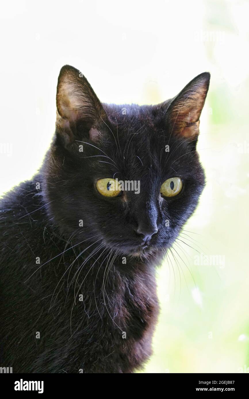 Porträt einer erwachsenen schwarzen Katze (felis catus) in Gedanken verloren Stockfoto