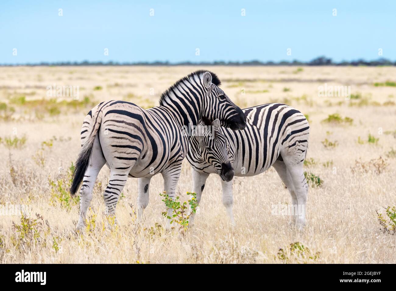 Afrikanische Ebenen Zebrafamilie auf der trockenen braunen Savanne Grasland Browsen und Weiden. Wildtierfotografie Stockfoto