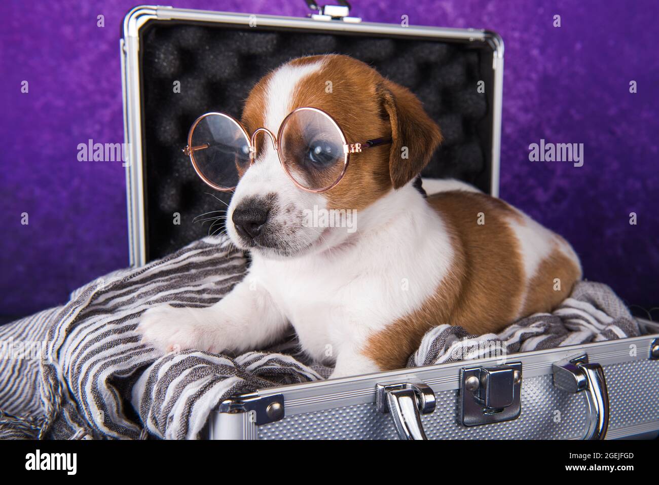 Der niedliche Jack Russell Terrier Welpenhund mit Brille sitzt in einem Koffer Stockfoto
