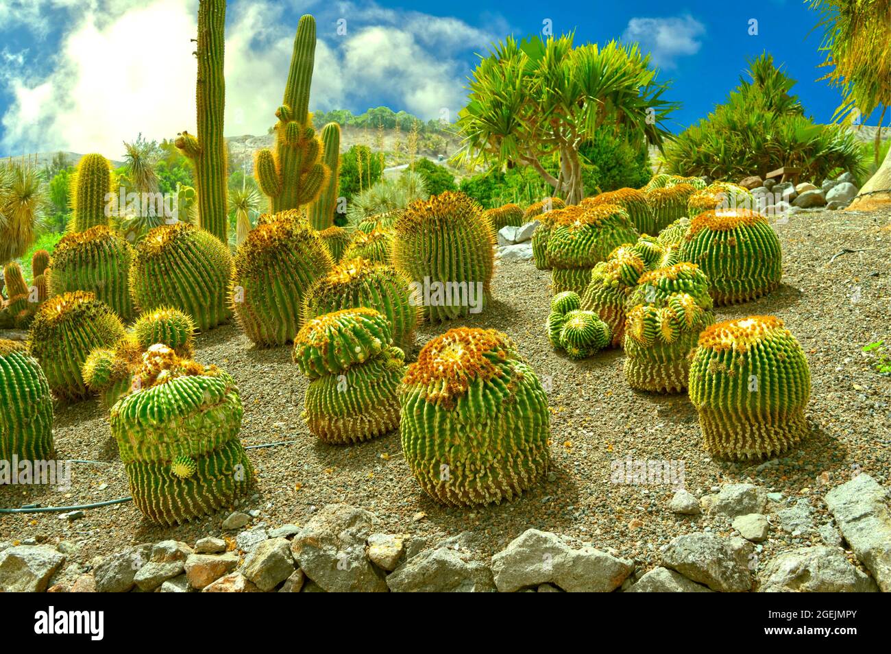 Der Ferocactus stainesii-Kaktus wächst schließlich in La Oliva, Fuerteventura, einer der Kanarischen Inseln, zu einem robusten Kumpf aus klobigen Säulen heran Stockfoto