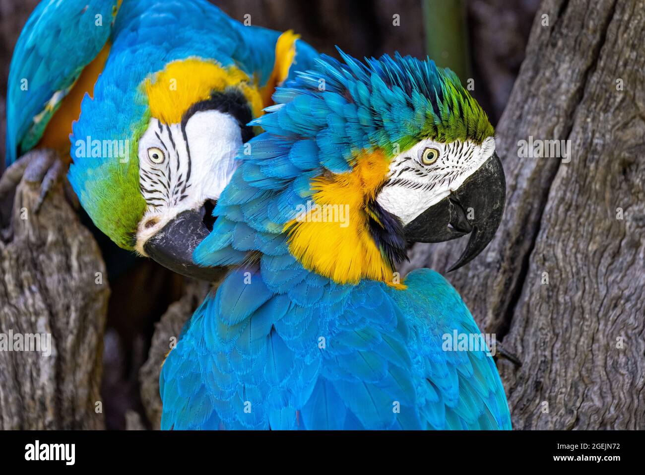 Nahaufnahme eines Porträts von zwei bunten gelben und blauen Ara-Papageien, die sich gegenseitig pflegen Stockfoto