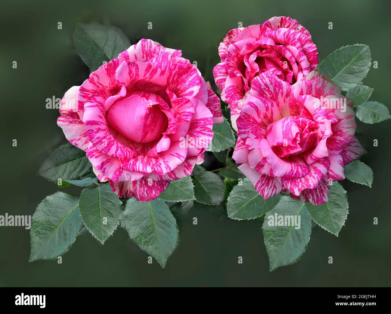 Drei zarte rosa weiß rote Rosenblüten mit Blättern, Nahaufnahme auf verschwommenem und vintage getöntem Hintergrund. Künstlerisches Bild - florales Design für Poster, g Stockfoto