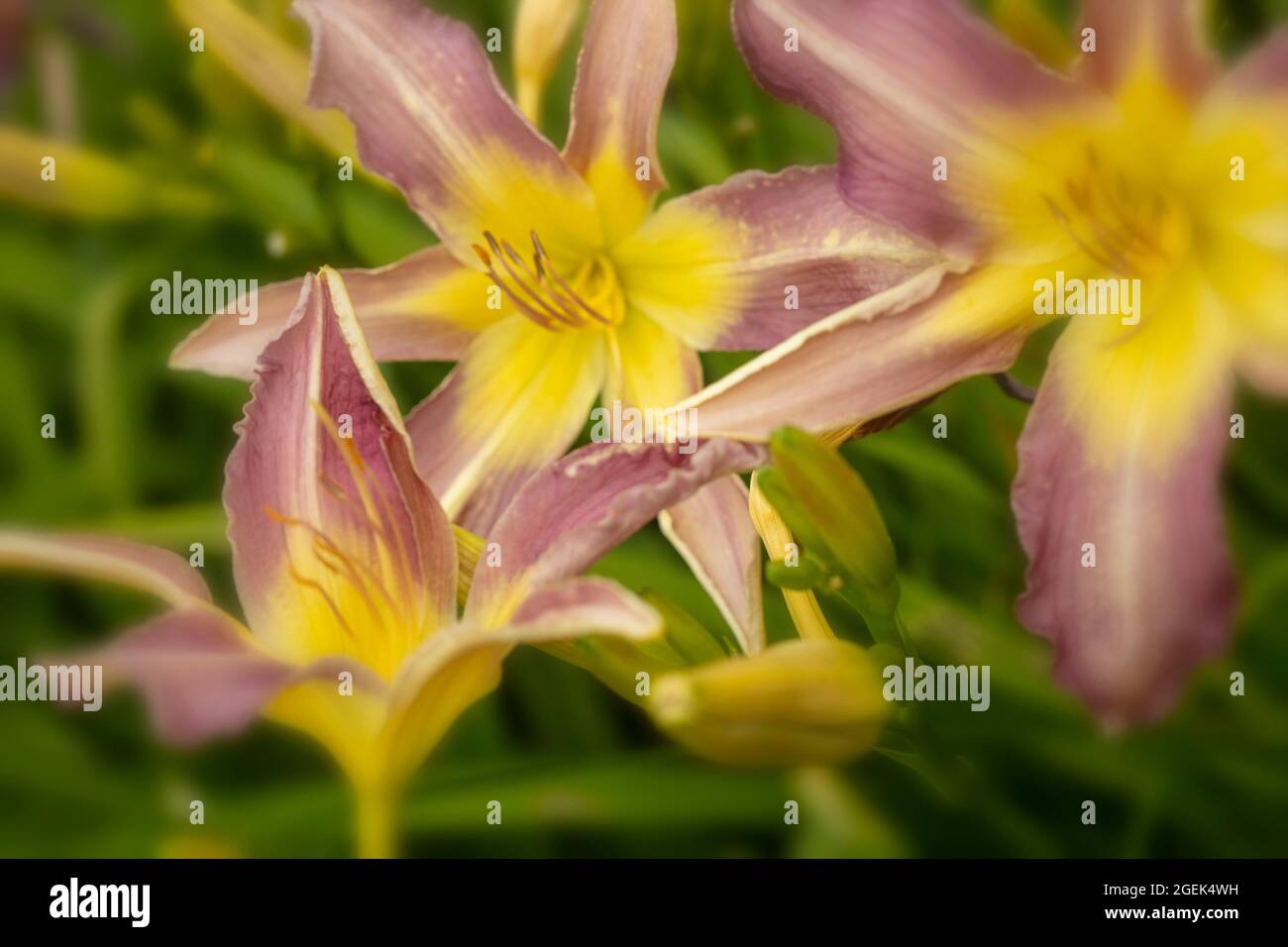 Dramatische, massenblühende Hemerocallis „Roger Grounds“, natürliches Blumenportrait aus nächster Nähe Stockfoto