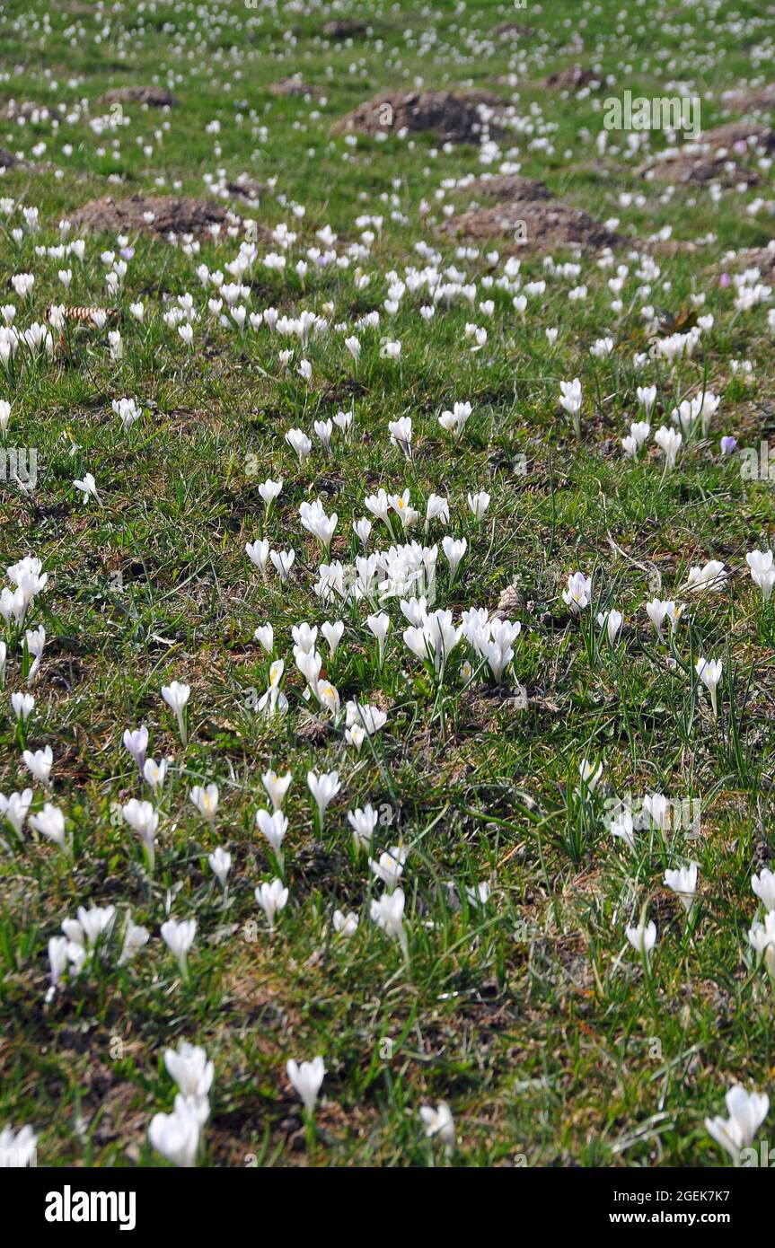 Frühlingscrocus, Frühlings-Krokus, Frühlings-Safran, Crocus vernus subsp. Albiflorus, fehér sáfrány, Monte Baldo Range, Italien, Europa Stockfoto