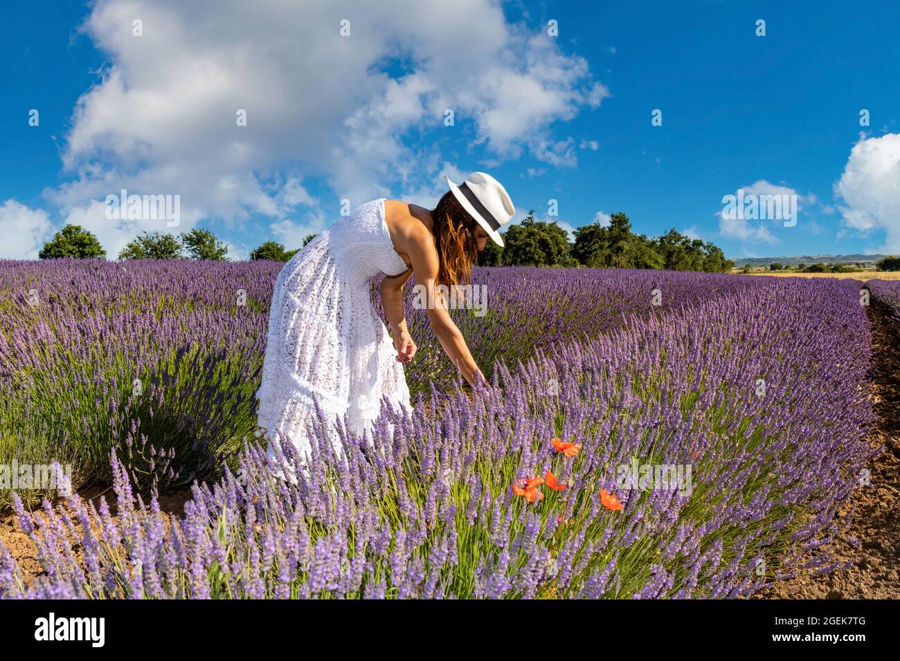 Tourismus in der Natur. Junge Frau in einem langen weißen Kleid und Hut sammelt Lavendelblüten. Konzept von Wohlbefinden und Liebe zur Natur. Stockfoto