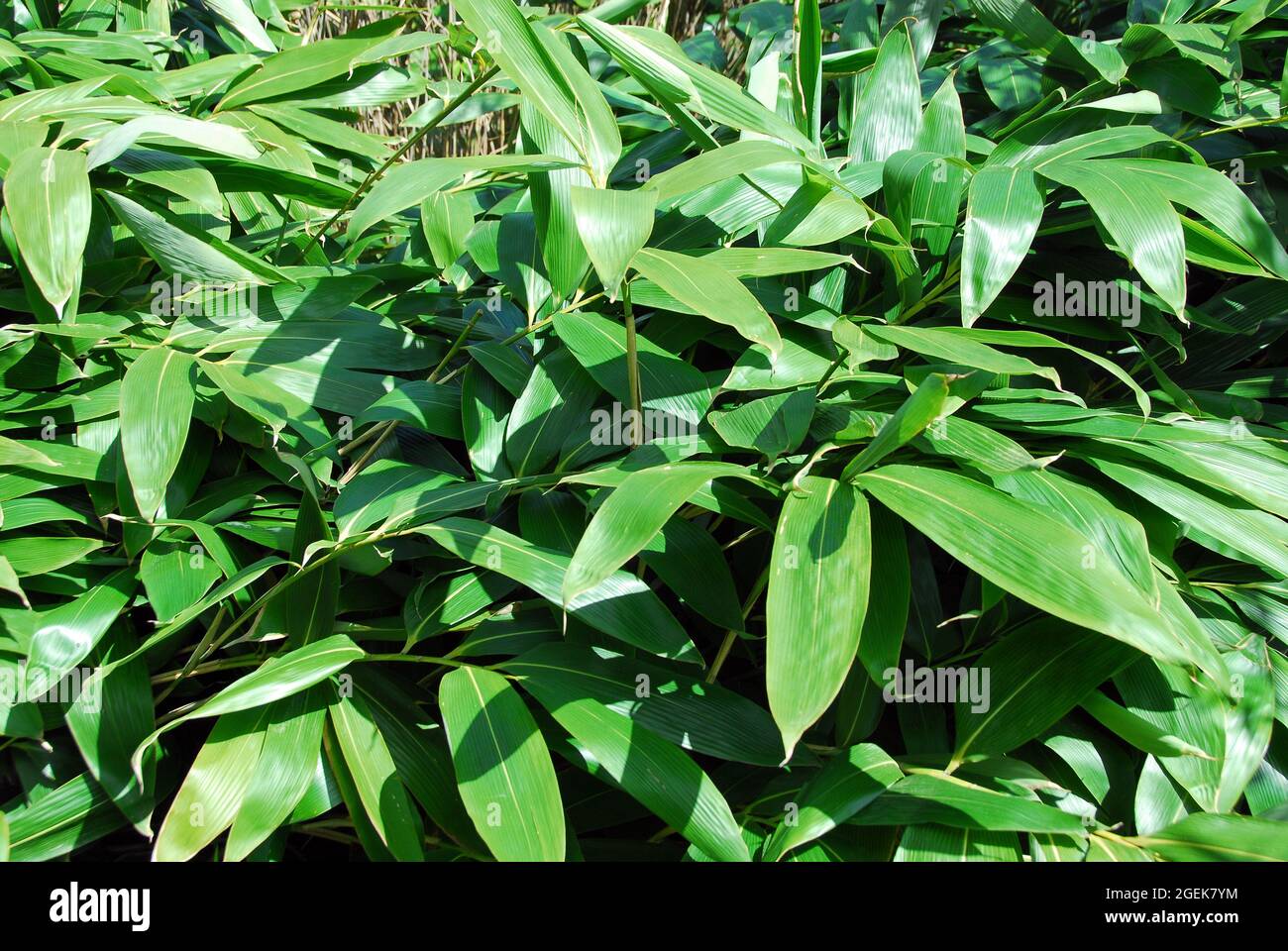 Breitblttriger Bambus oder breitblttriger Bambus, Sasa palmata, legyez  trpebambusz Stockfotografie - Alamy