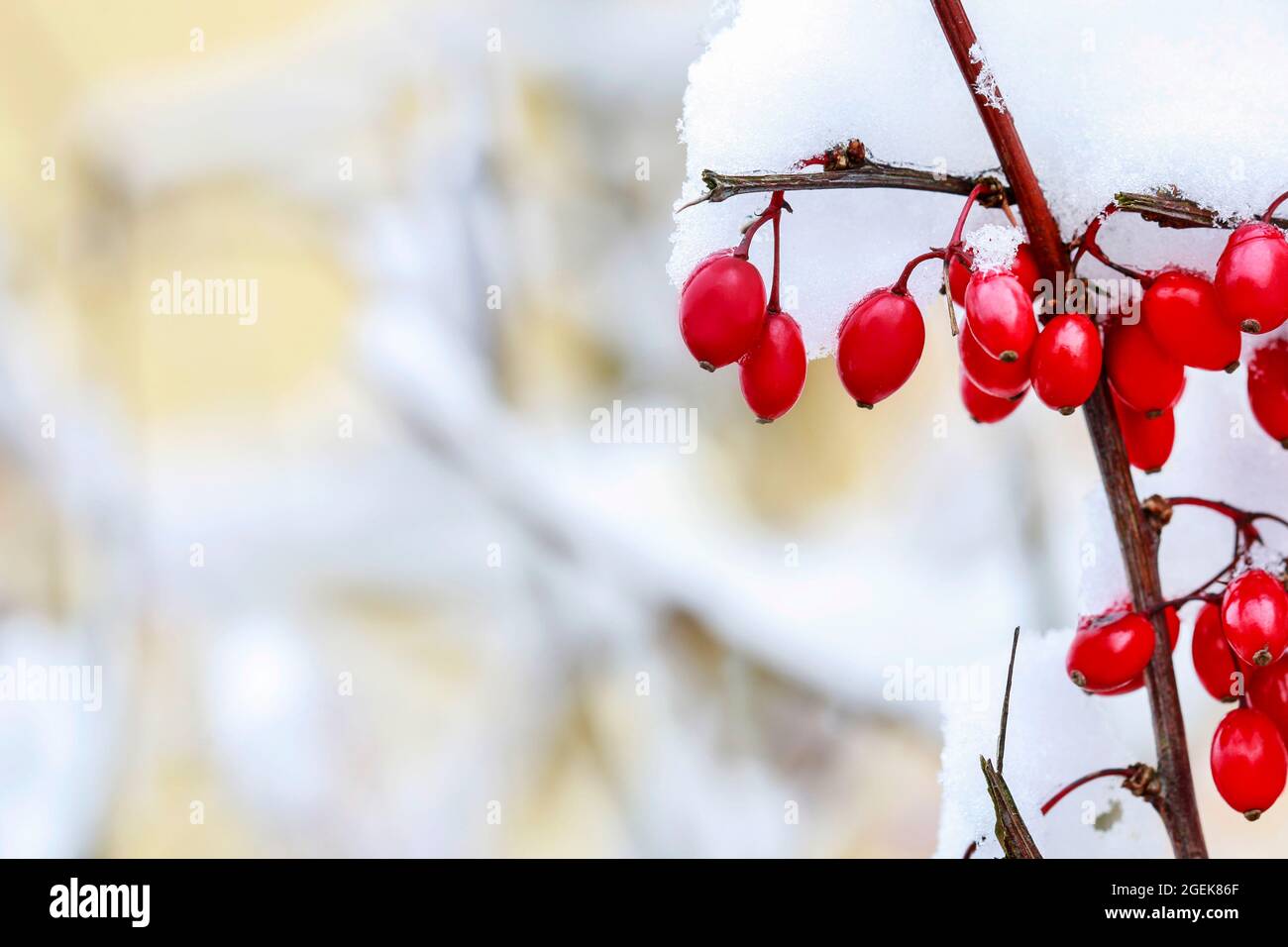 Berberis verzweigt sich unter starkem Schnee. Rote Beeren im Wintergarten. Stockfoto