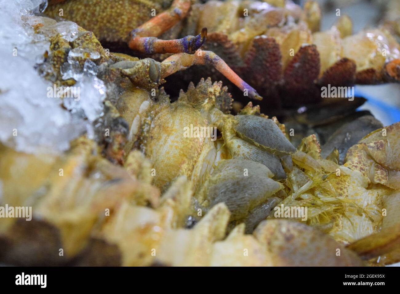 Frische Garnelen auf Eis auf dem Al Mina Fish Market, Abu Dhabi, VAE. Stockfoto