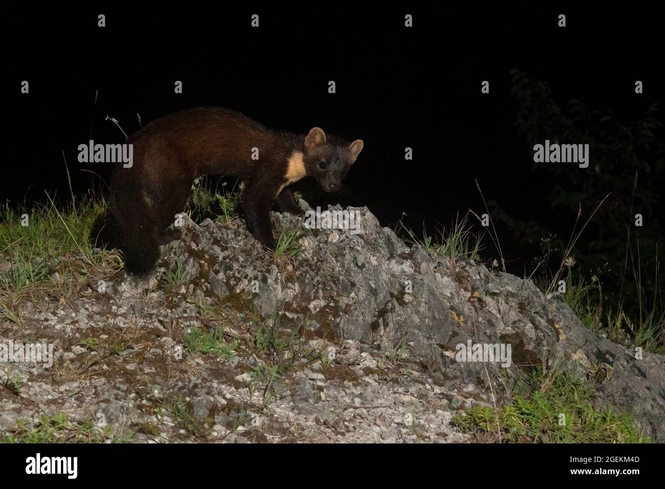 Pine Marten (Martes martes), Erwachsene, die nachts auf einem felsigen Boden spazieren, Kampanien, Italien Stockfoto