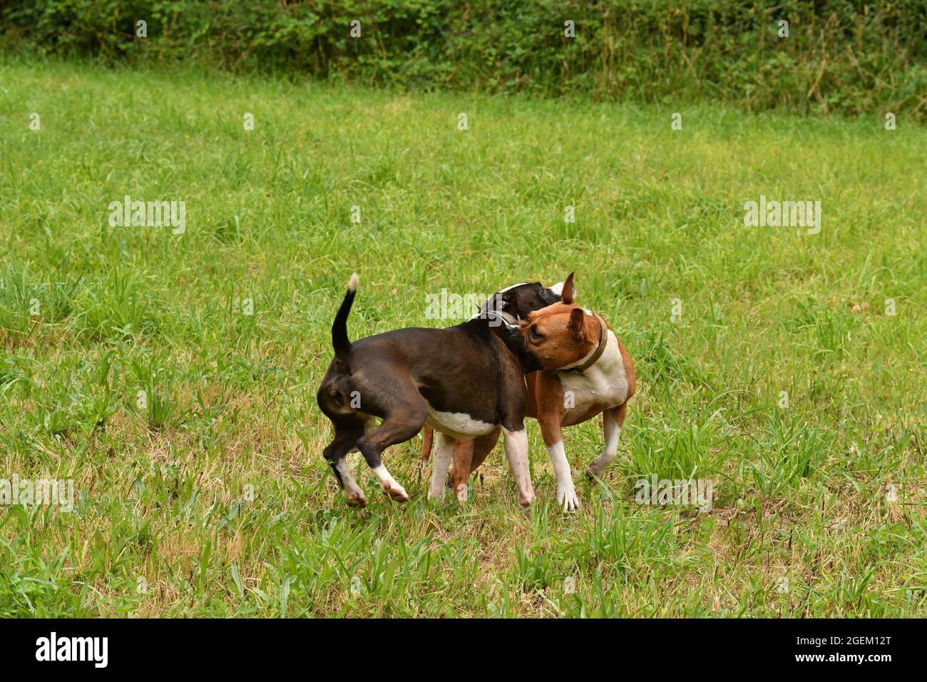 Zwei amerikanische Staffordshire Terrier Hunde spielen zusammen Stockfoto