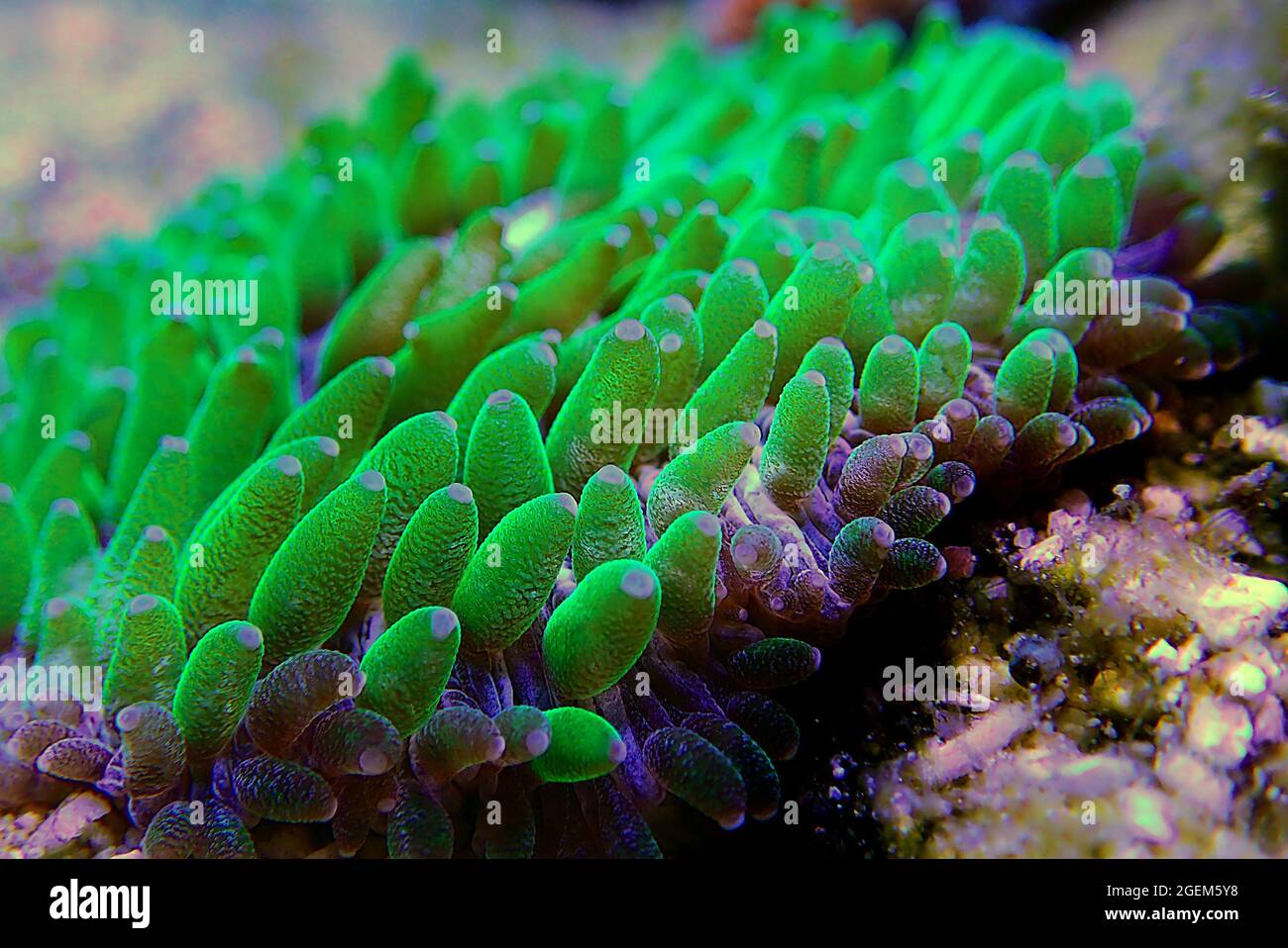 Fungia - Platte LPS Korallenmakro-Fotografie im Riffaquariumbecken  Stockfotografie - Alamy