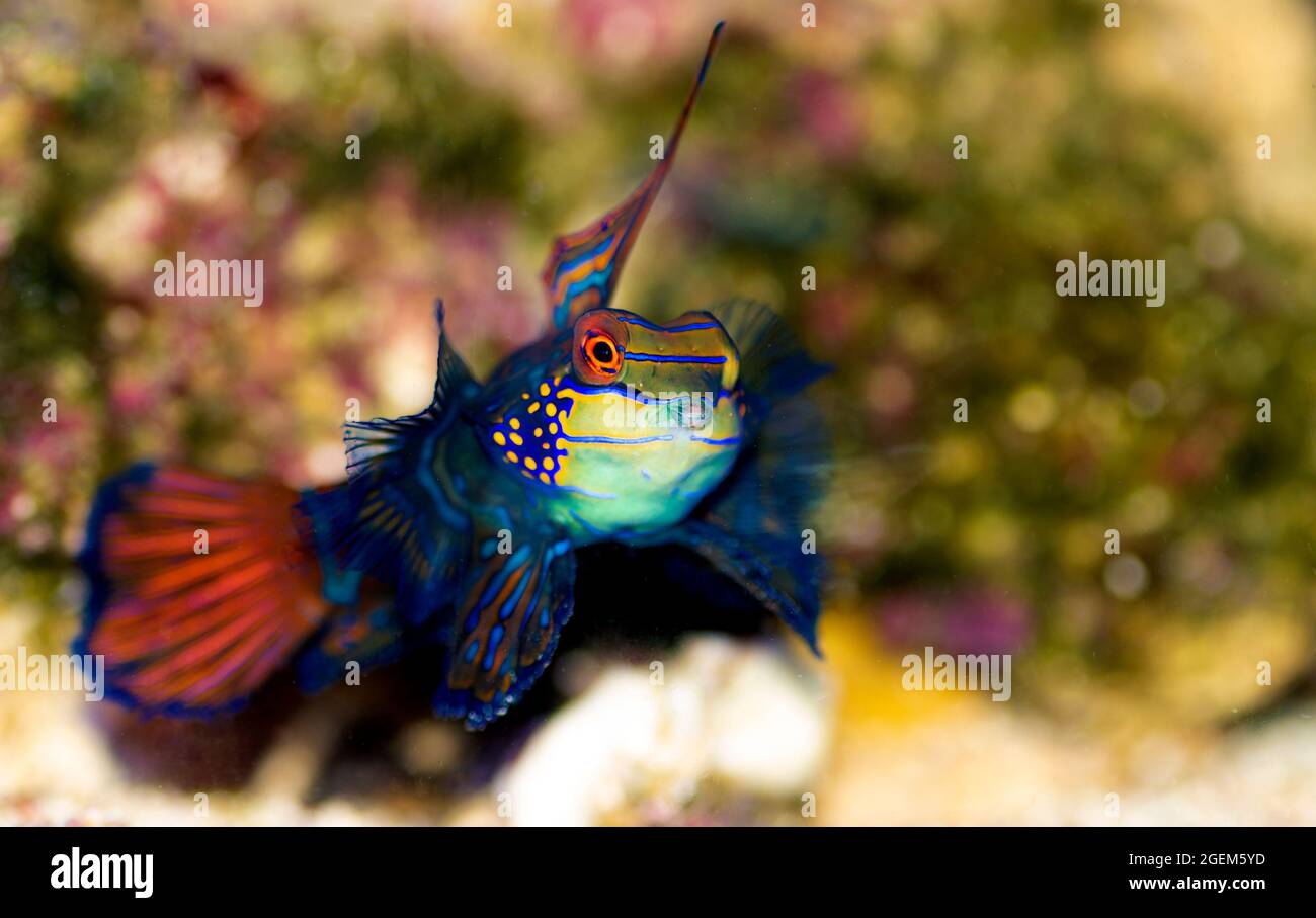 Synchiropus splendidus - der Mandarinfisch, einer der buntesten Salzwasserfische Stockfoto