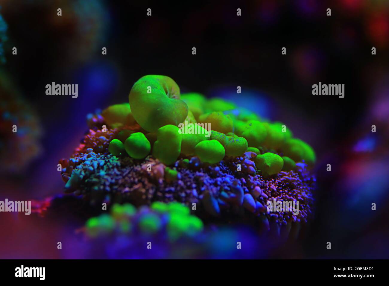 Biohazard Rhodactis grün Sprungpilz Koralle Stockfoto